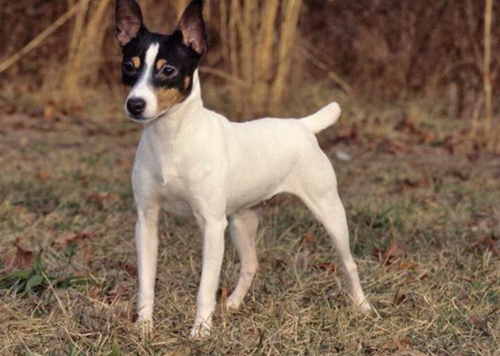 Toy Fox Terrier Price