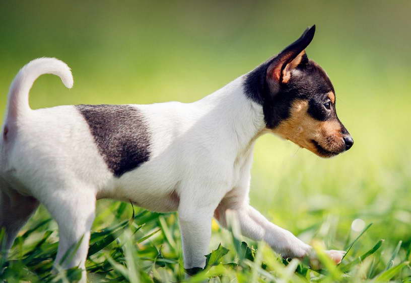 Toy Fox Terrier Weight