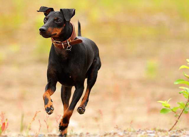 Toy Manchester Terrier For Sale