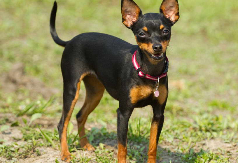 Toy Manchester Terrier Puppies For Sale