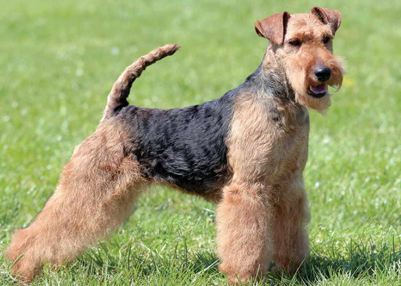 Welsh Terrier Adoption