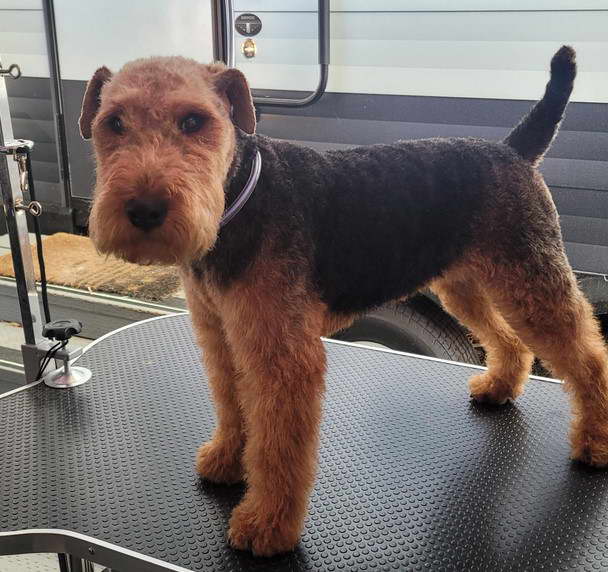 Welsh Terrier Grooming