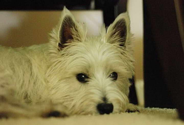 West Highland Terrier For Sale Florida