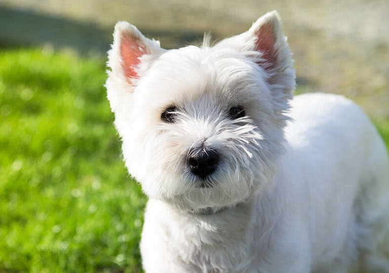 West Highland Terrier Hypoallergenic