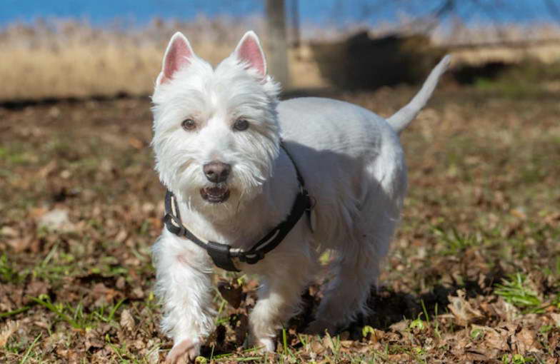 West Highland Terrier Life Span