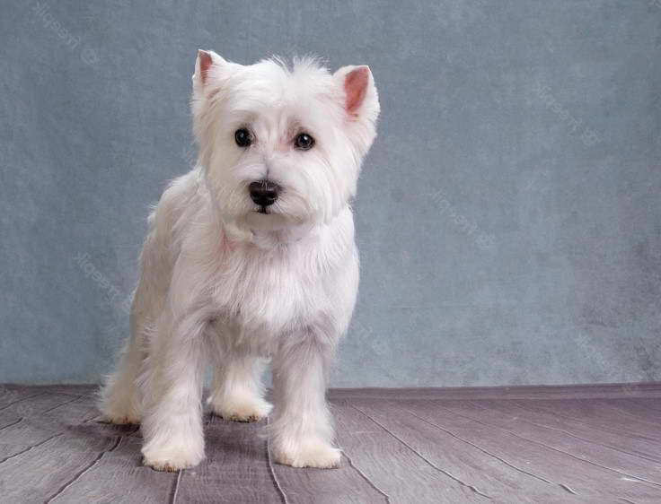 West Highland Terrier Poodle Mix