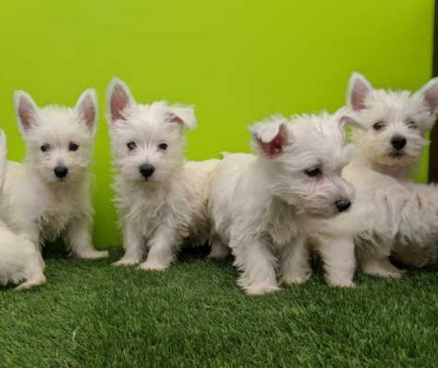 West Highland Terrier Puppies For Sale Near Me
