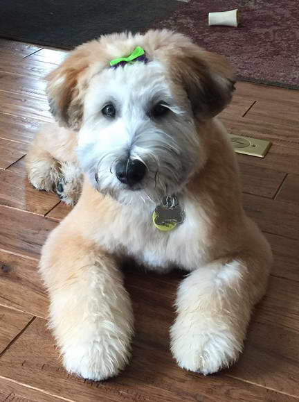 Wheaten Terrier Cut