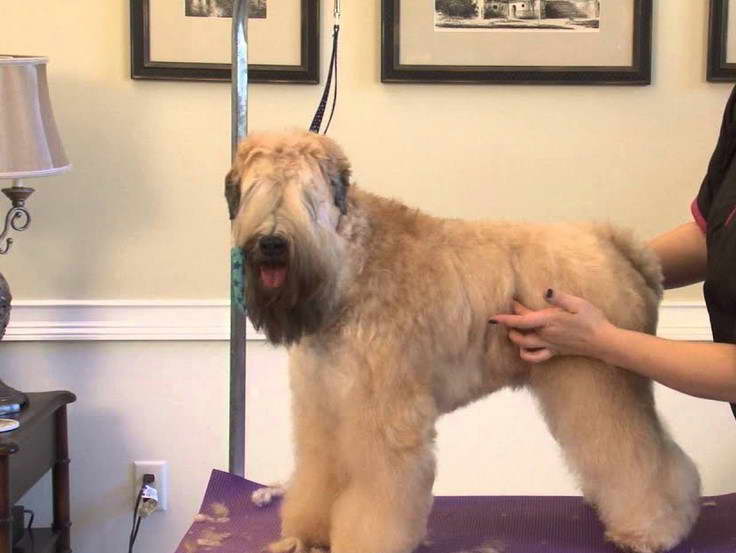 Wheaten Terrier Haircut Styles