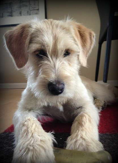 Wheaten Terrier Lab Mix