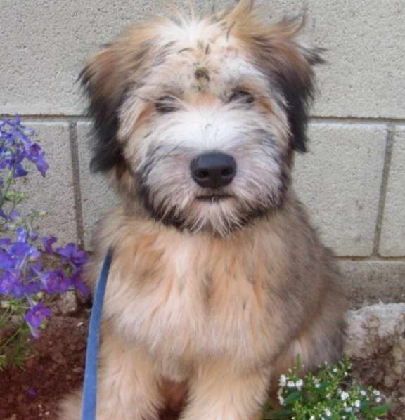 Wheaten Terrier Price