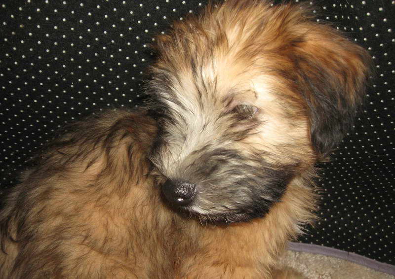 Wheaten Terrier Puppies For Sale Near Me