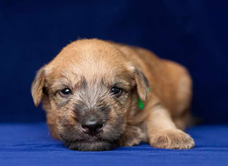 Wheaten Terrier Rescue Florida