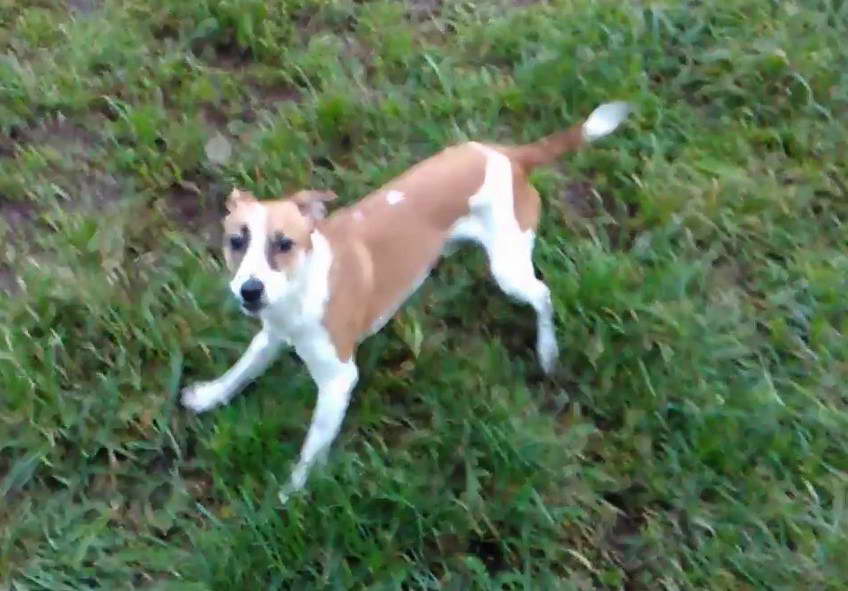 Whippet Jack Russell Terrier Mix