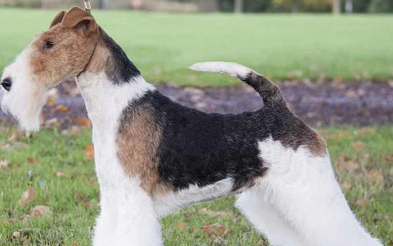 Wire Fox Terrier Hypoallergenic