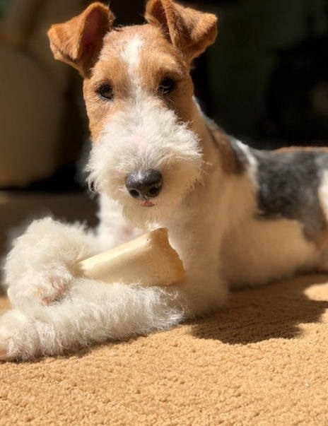 Wire Fox Terrier Puppies Rescue