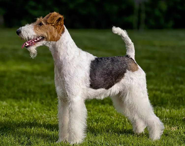 Wire Fox Terrier Temperament