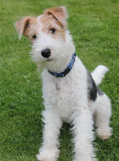 Wire Haired Rat Terrier Mix