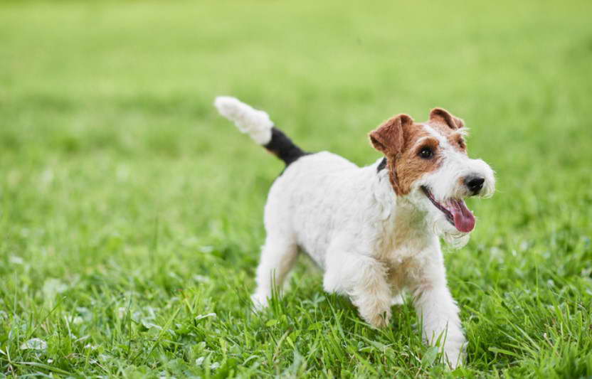 Wire Haired Terrier Rescue