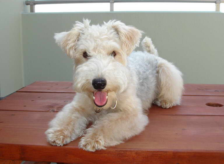 Wire Haired Wheaten Terrier