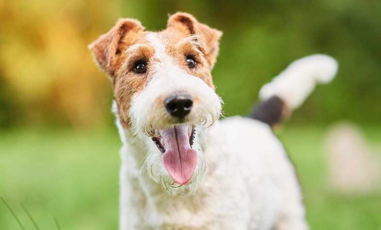 Wirehaired Terrier Hypoallergenic