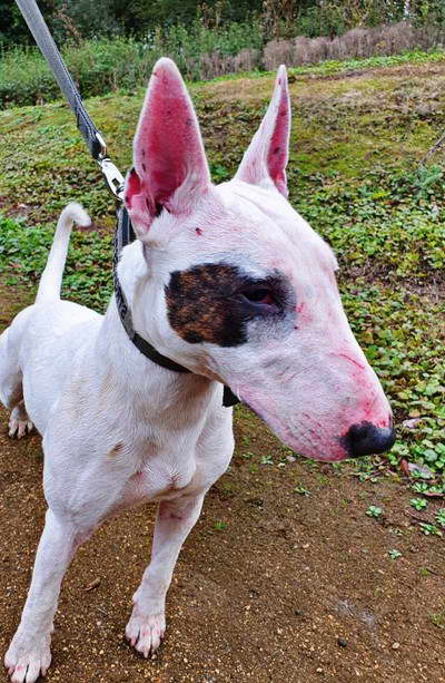 Working Bull Terrier