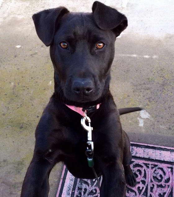 Yellow Lab Terrier Mix