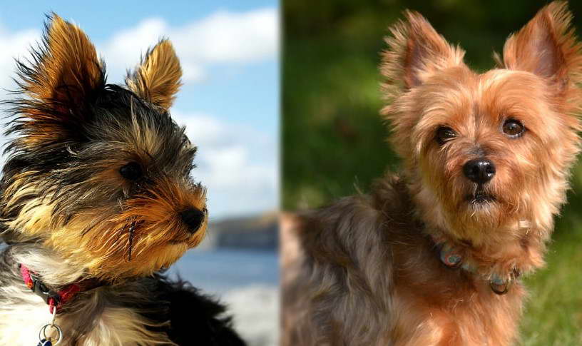 Yorkie vs Yorkshire Terrier