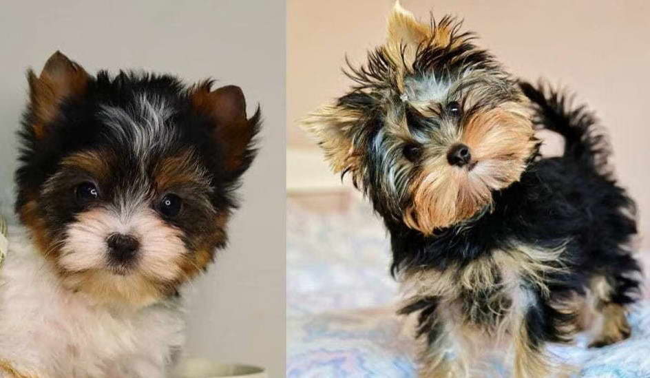 Yorkshire Terrier Colors Black & Tan