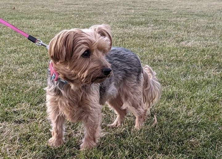 Yorkshire Terrier Mix Breeds