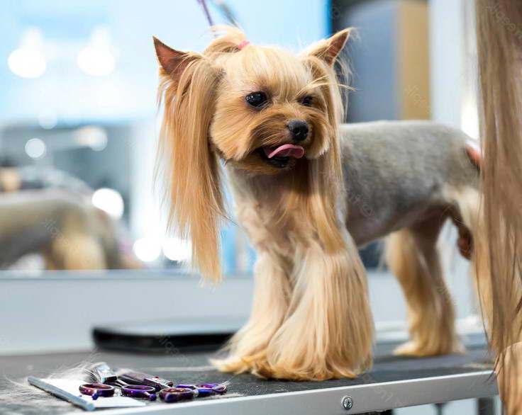 Yorkshire Terrier Puppy Cut