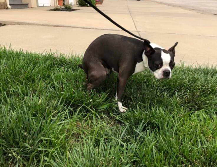 4 Month Old Boston Terrier