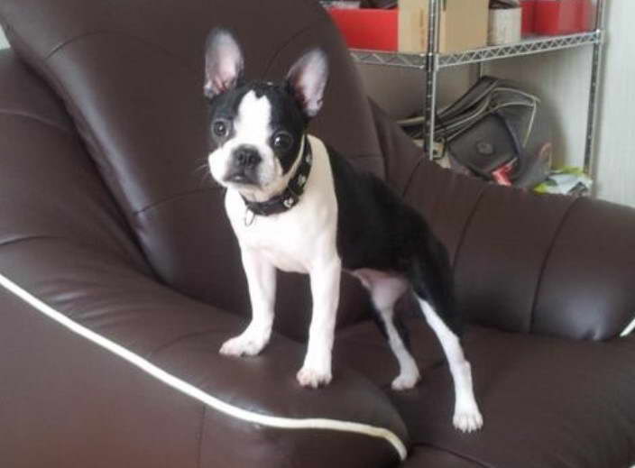 6 Month Old Boston Terrier