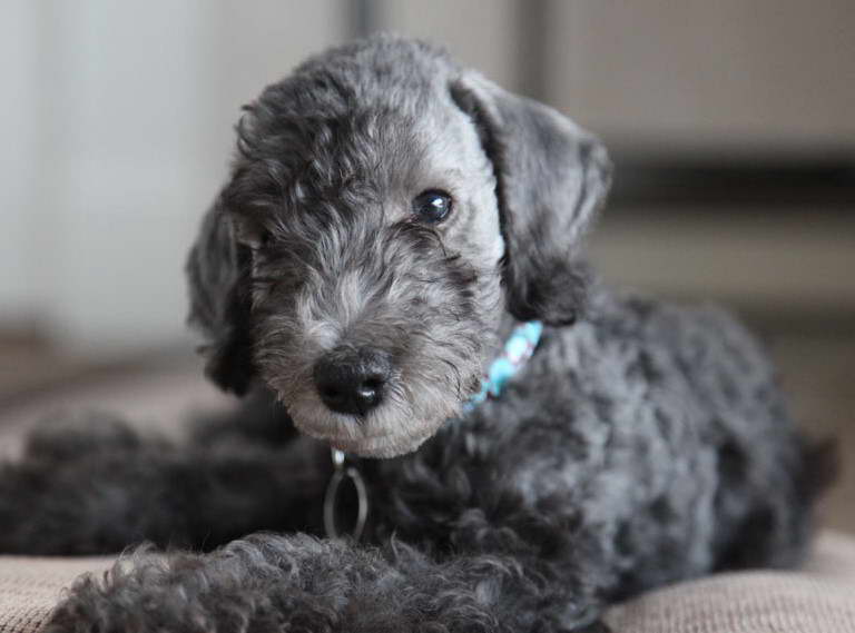 Bedlington Terrier For Adoption