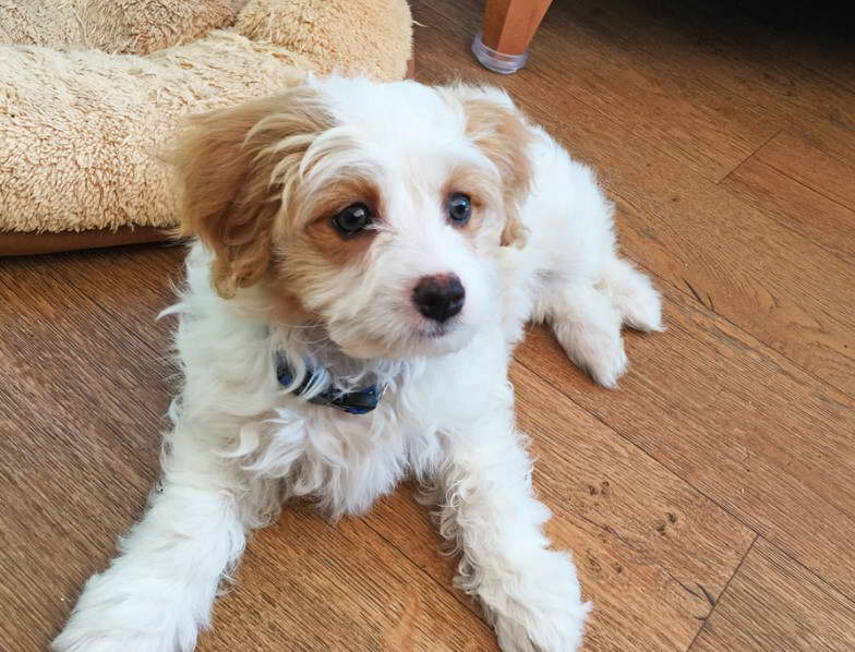 bichon frise terrier mix