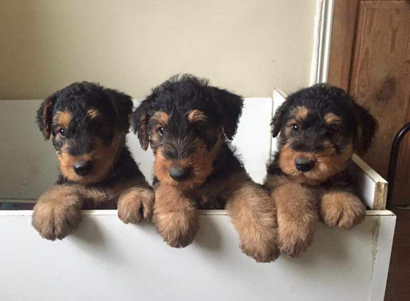 Airedale Terrier For Sale NC