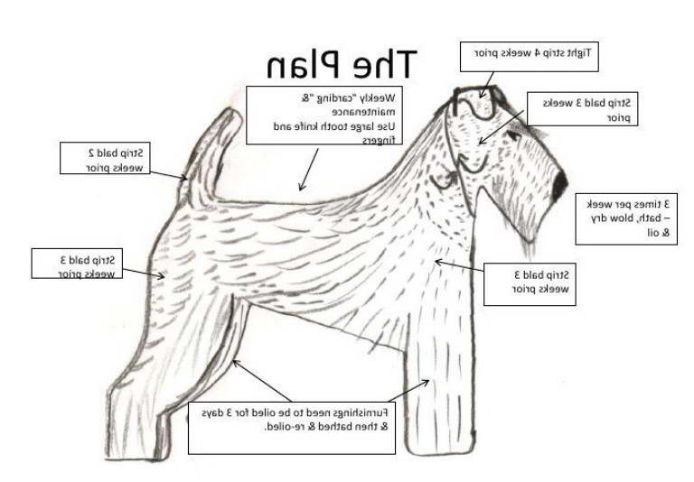 Airedale Terrier Grooming Pattern