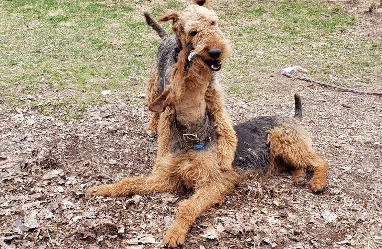 Airedale Terrier Hunting