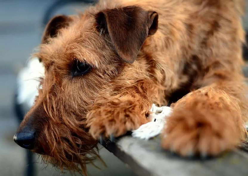 Airedale Wheaten Terrier Mix