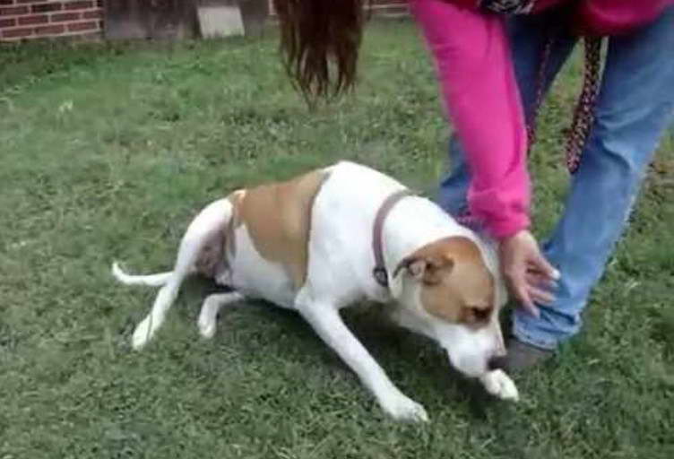 American Bulldog Bull Terrier Mix