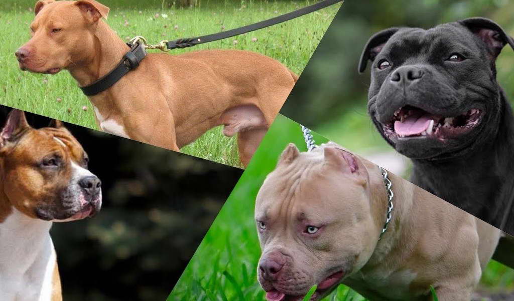 American Bully vs Staffordshire Bull Terrier