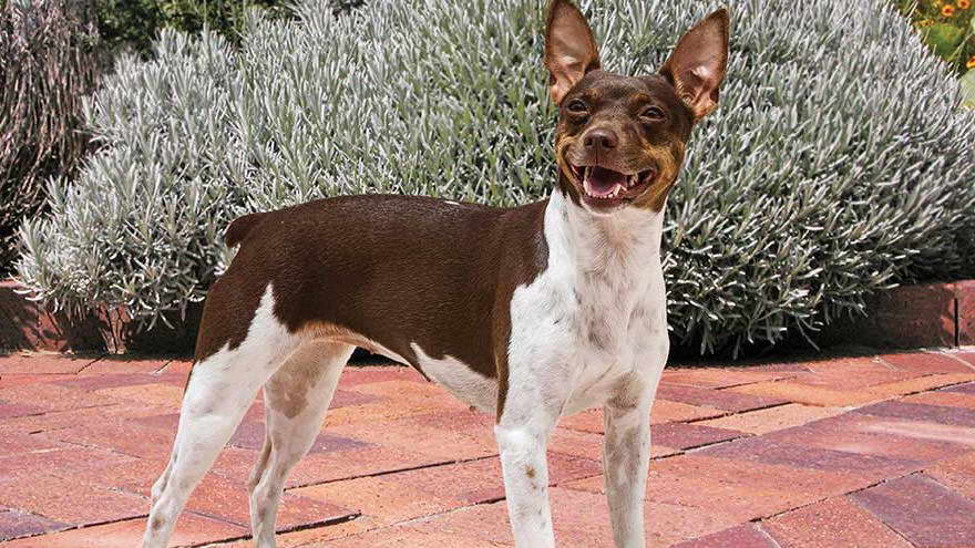 American Hairless Terrier Rescue