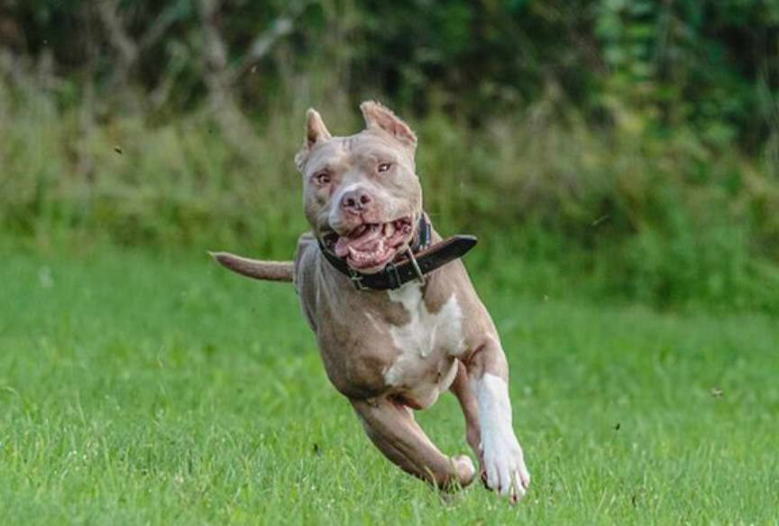 American Pit Bull Terrier Banned UK