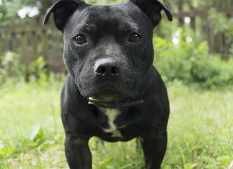 American Pit Bull Terrier Colors Black