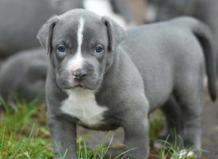 American Pit Bull Terrier Colors Grey