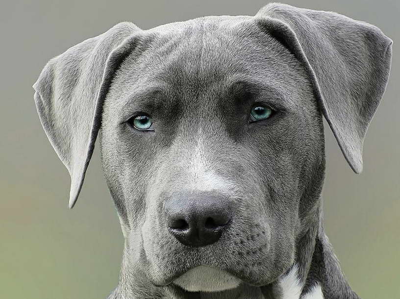 American Pit Bull Terrier Gray