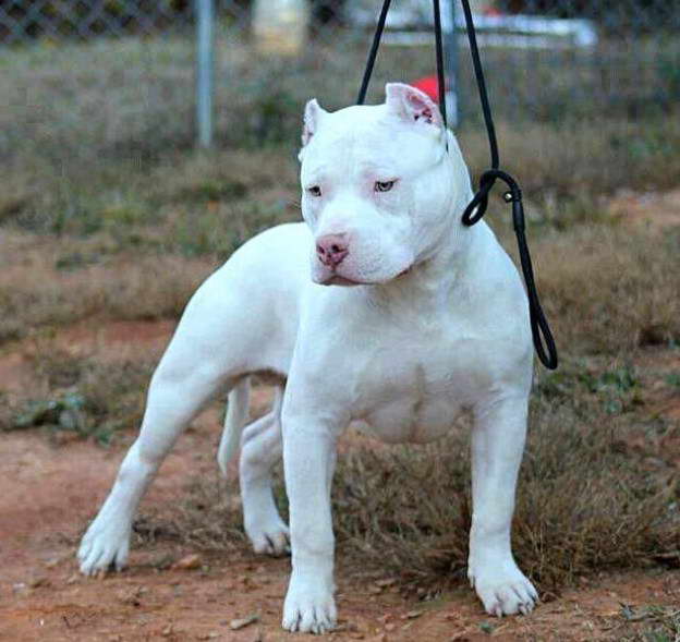 American Pit Bull Terrier Training