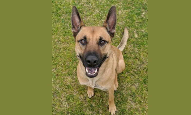 American Staffordshire Terrier And German Shepherd Mix