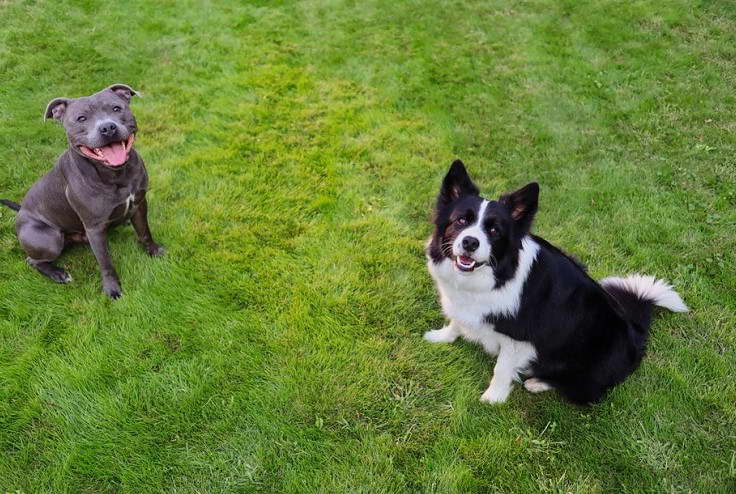 American Staffordshire Terrier Border Collie Mix