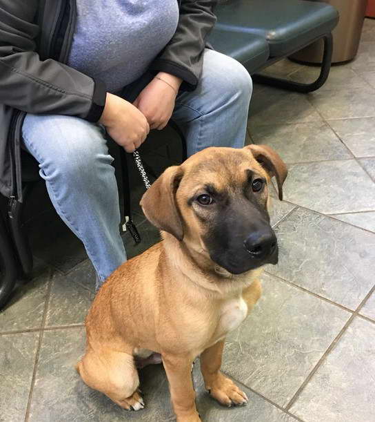 American Staffordshire Terrier Chow Chow Mix